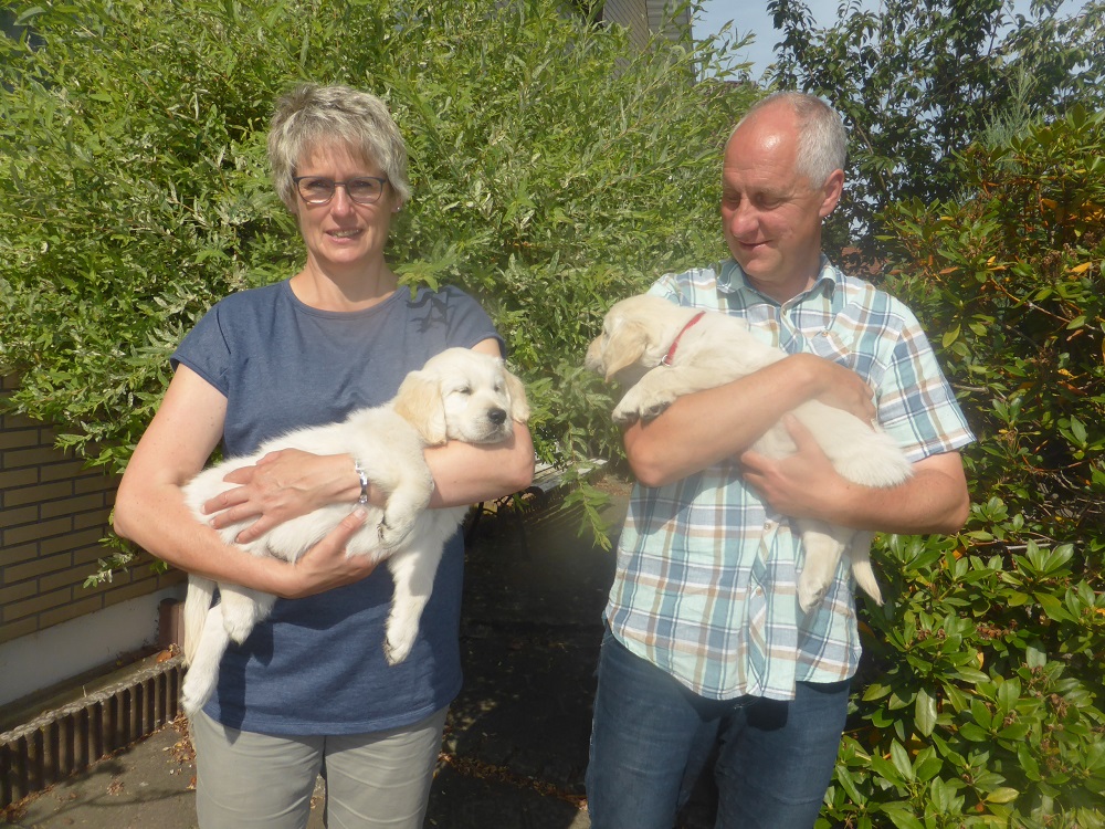 Golden-Retriever-Bremen