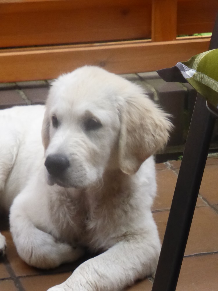 Golden-Retriever-Bremen