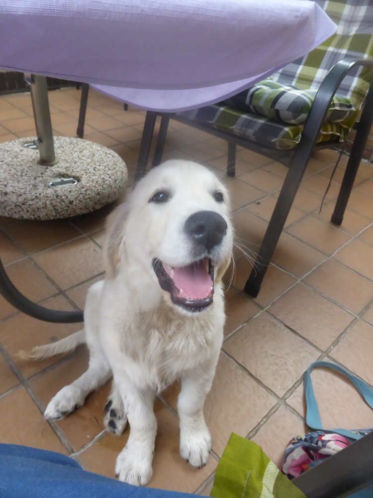 Golden-Retriever-Bremen