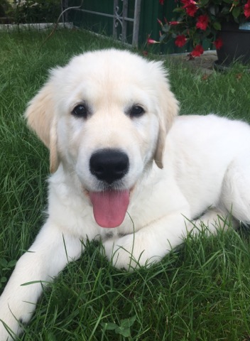 Golden-Retriever-Bremen