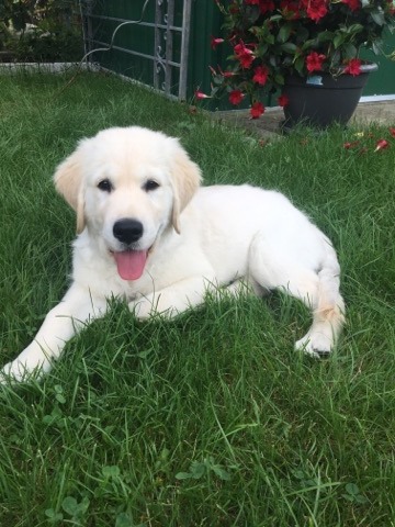 Golden-Retriever-Bremen