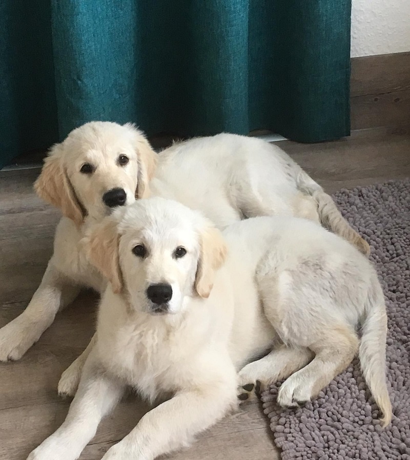 Golden-Retriever-Bremen