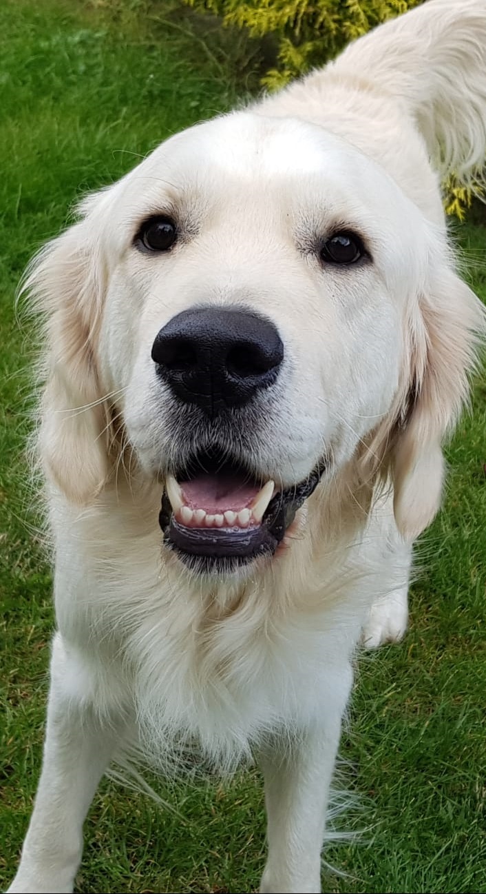 Golden-Retriever-Bremen