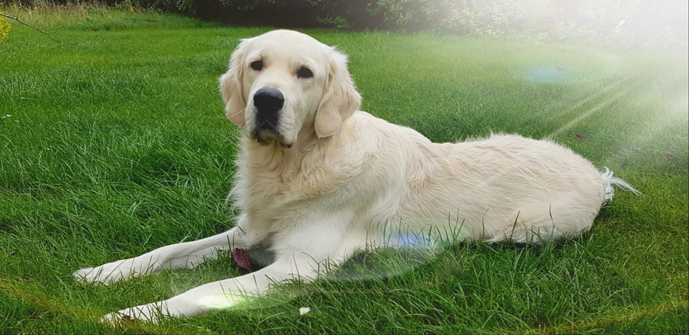 Golden-Retriever-Bremen