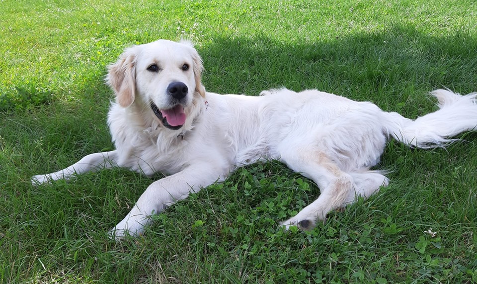 Golden-Retriever-Bremen