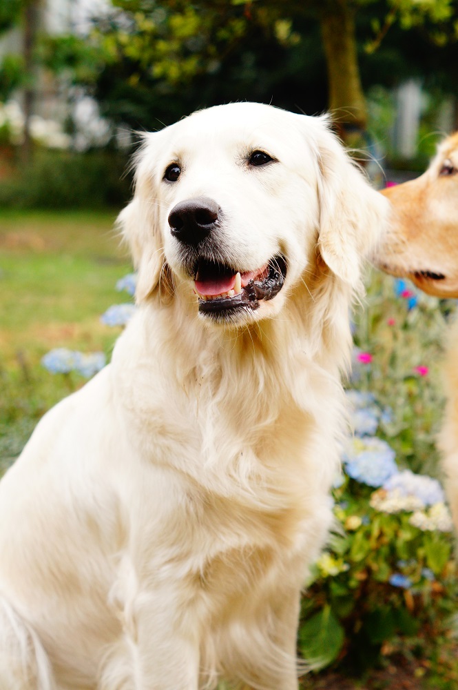 Golden-Retriever-Bremen
