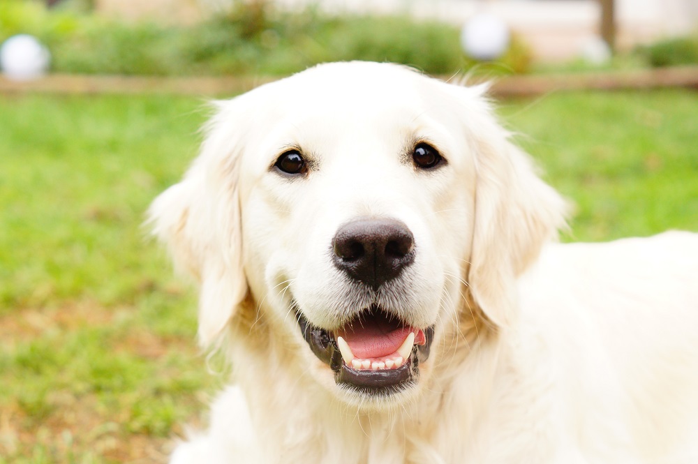 Golden-Retriever-Bremen