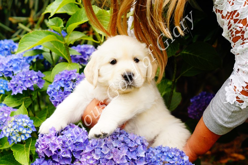 Golden-Retriever-Bremen