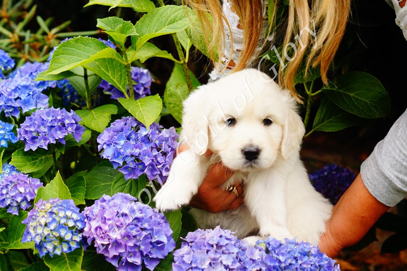 Golden-Retriever-Bremen