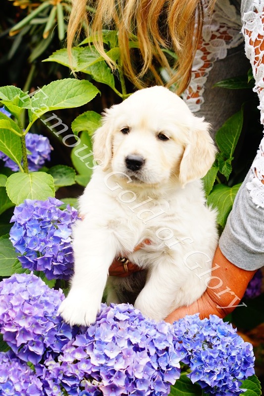 Golden-Retriever-Bremen