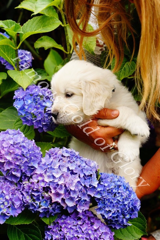 Golden-Retriever-Bremen