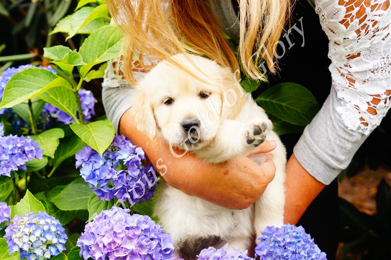 Golden-Retriever-Bremen