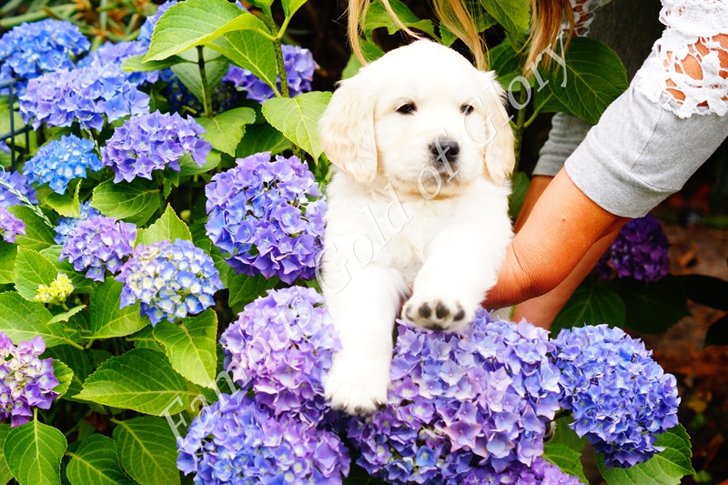 Golden-Retriever-Bremen
