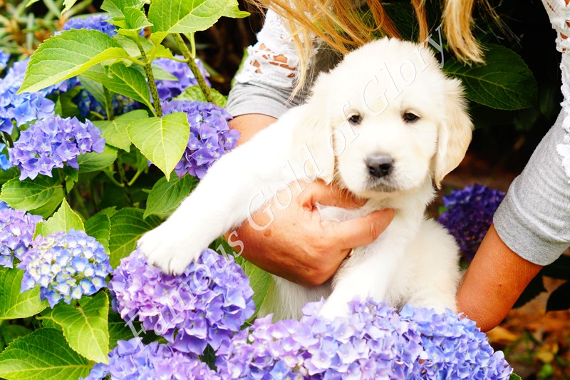Golden-Retriever-Bremen