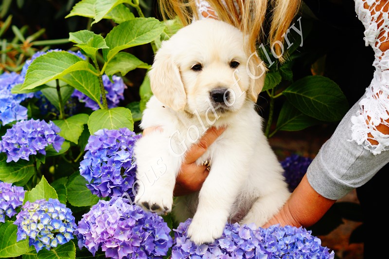 Golden-Retriever-Bremen