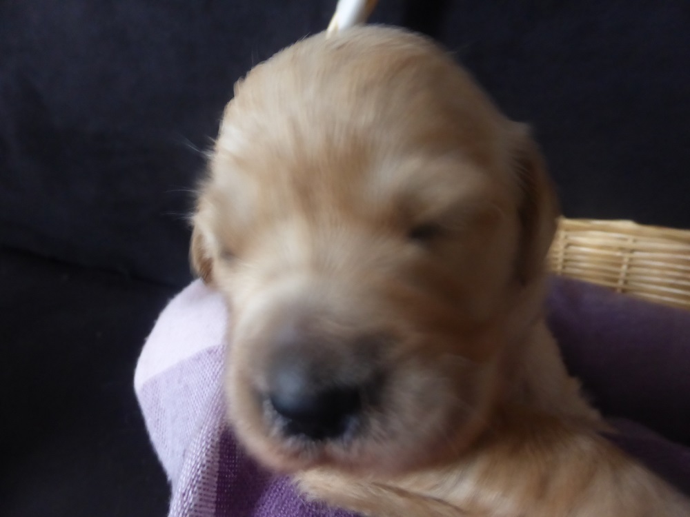 Golden-Retriever-Bremen