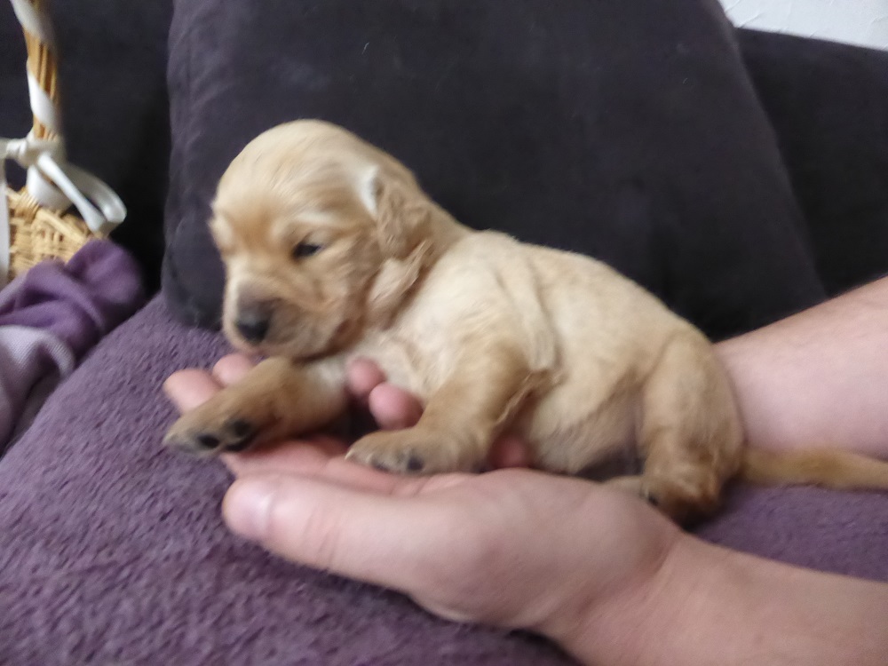 Golden-Retriever-Bremen