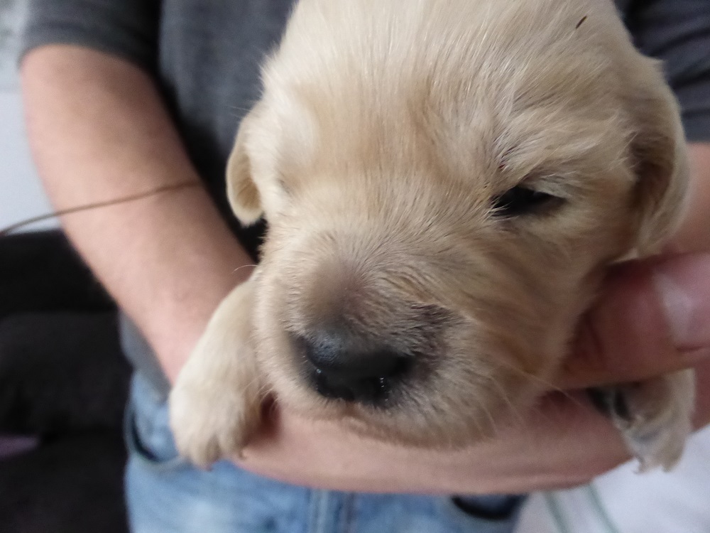 Golden-Retriever-Bremen