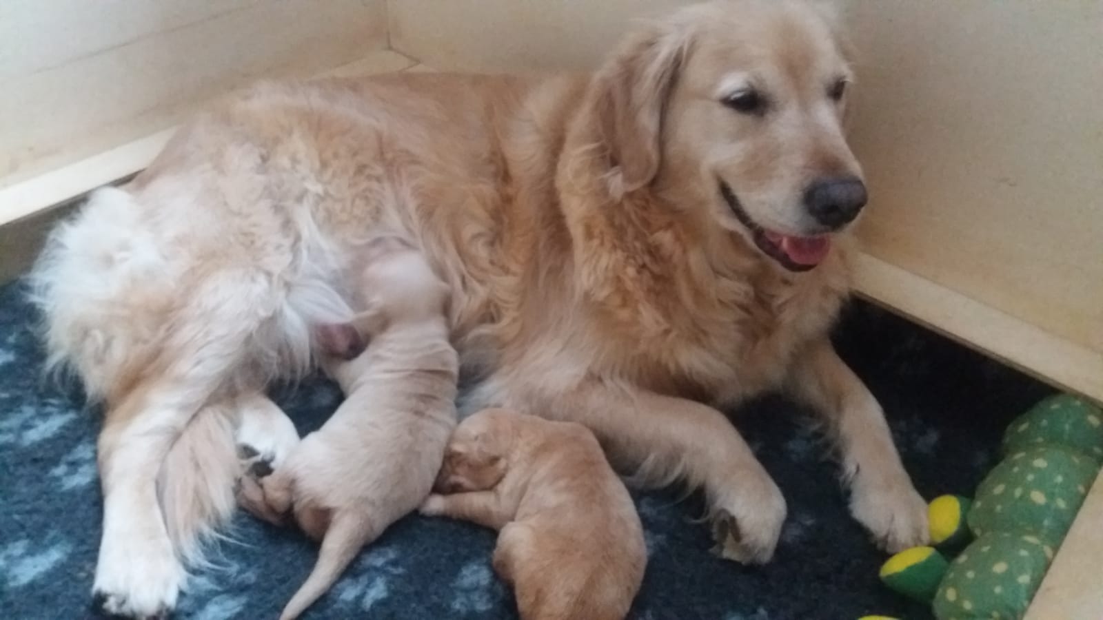 Golden-Retriever-Bremen
