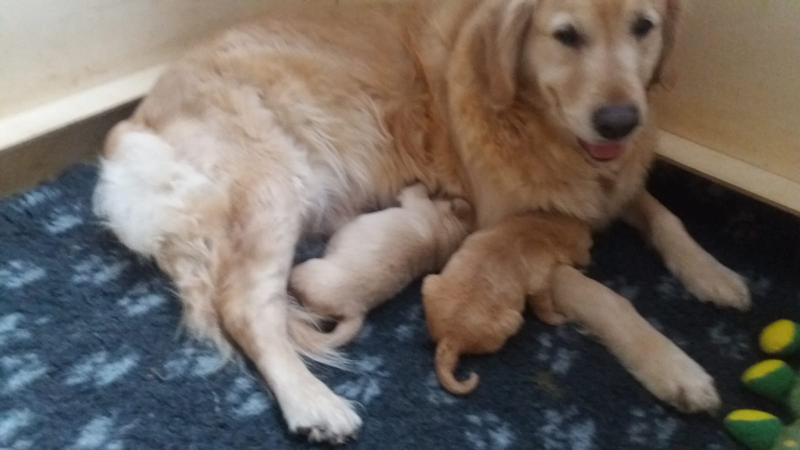 Golden-Retriever-Bremen