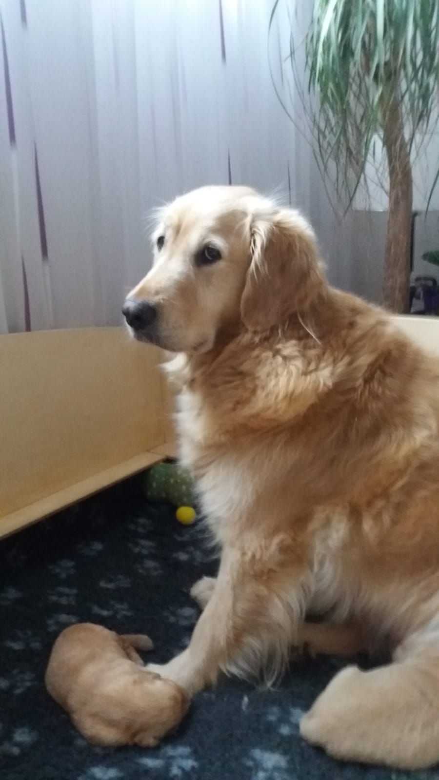 Golden-Retriever-Bremen