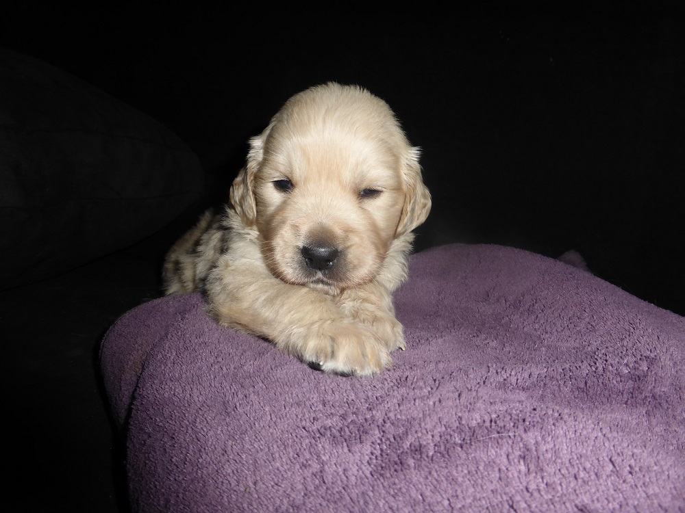 Golden-Retriever-Bremen