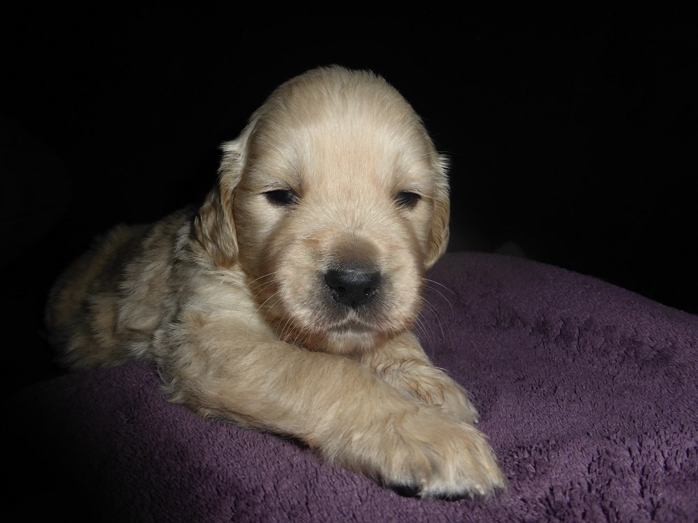Golden-Retriever-Bremen