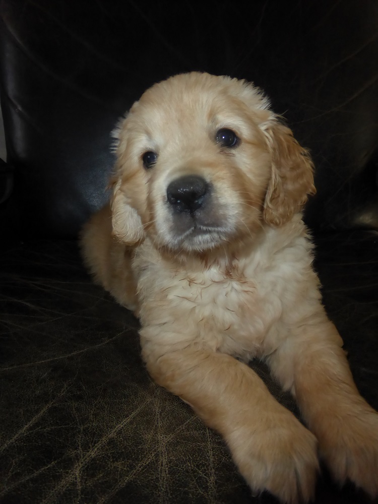Golden-Retriever-Bremen