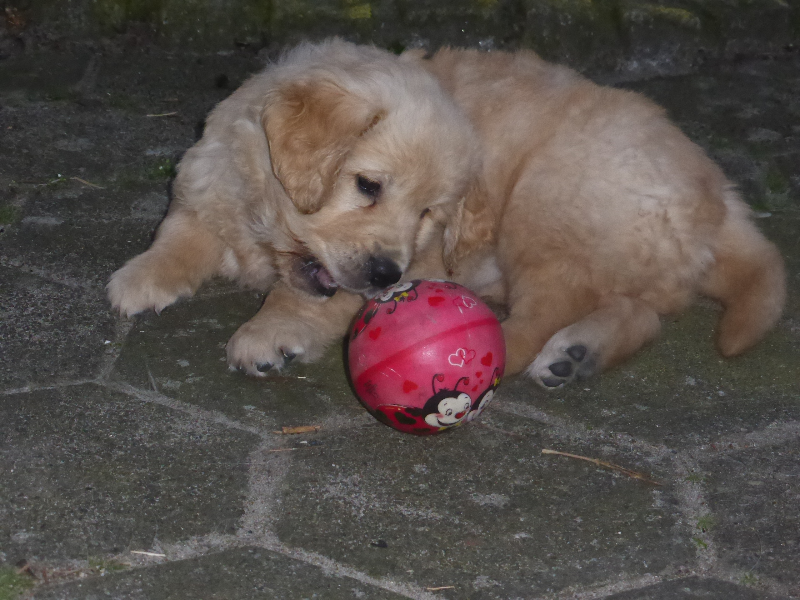 Golden-Retriever-Bremen