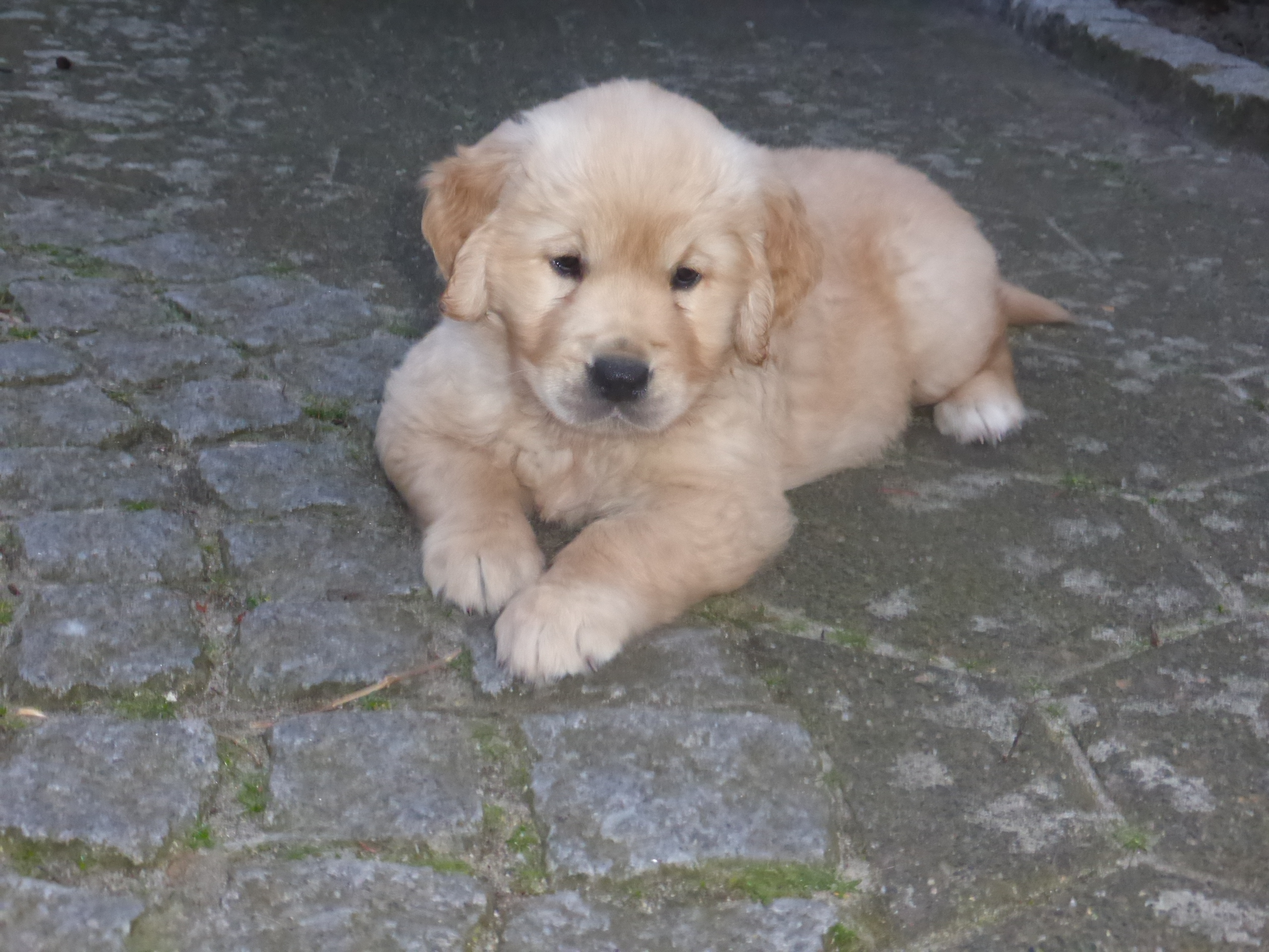 Golden-Retriever-Bremen