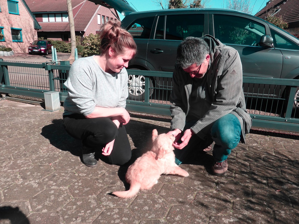 Golden-Retriever-Bremen