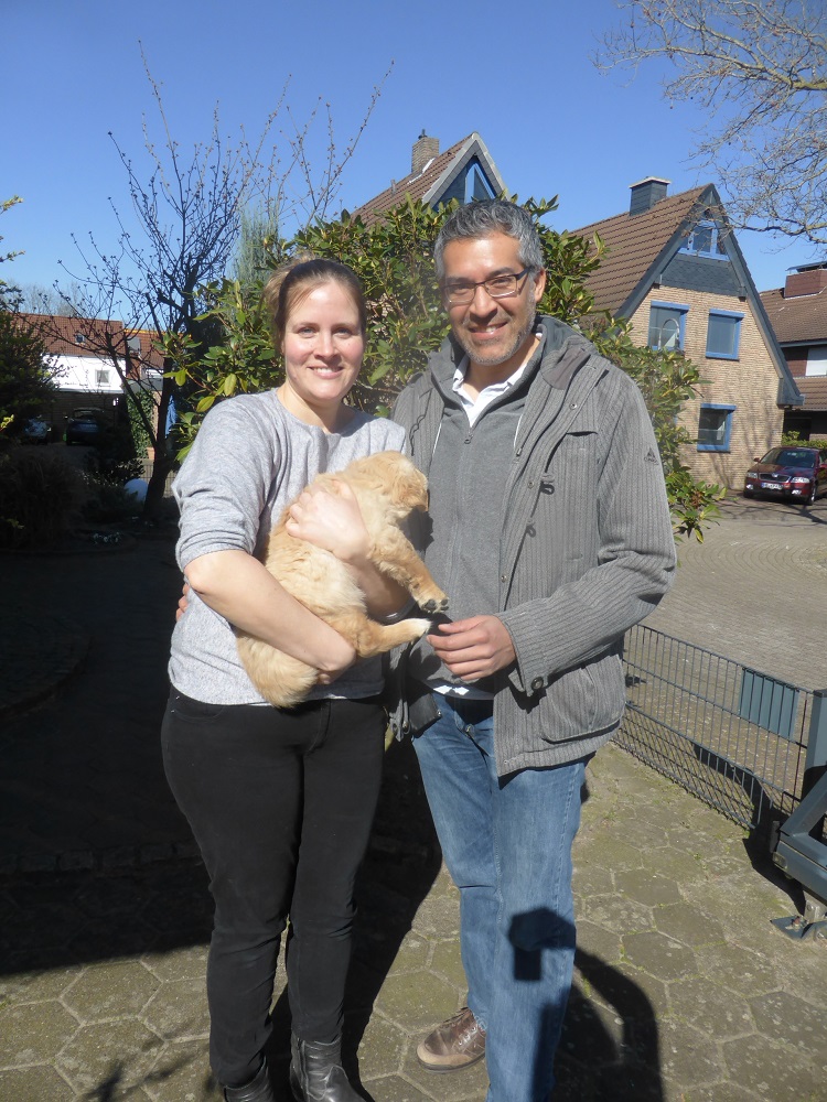 Golden-Retriever-Bremen