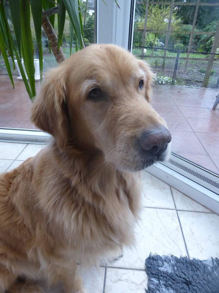 Golden-Retriever-Bremen