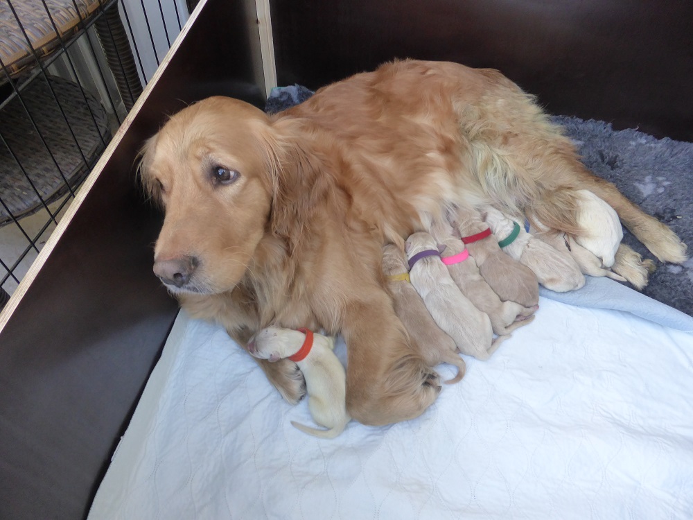 Golden-Retriever-Bremen