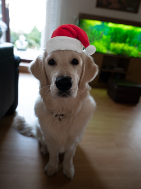 Golden-Retriever-Bremen
