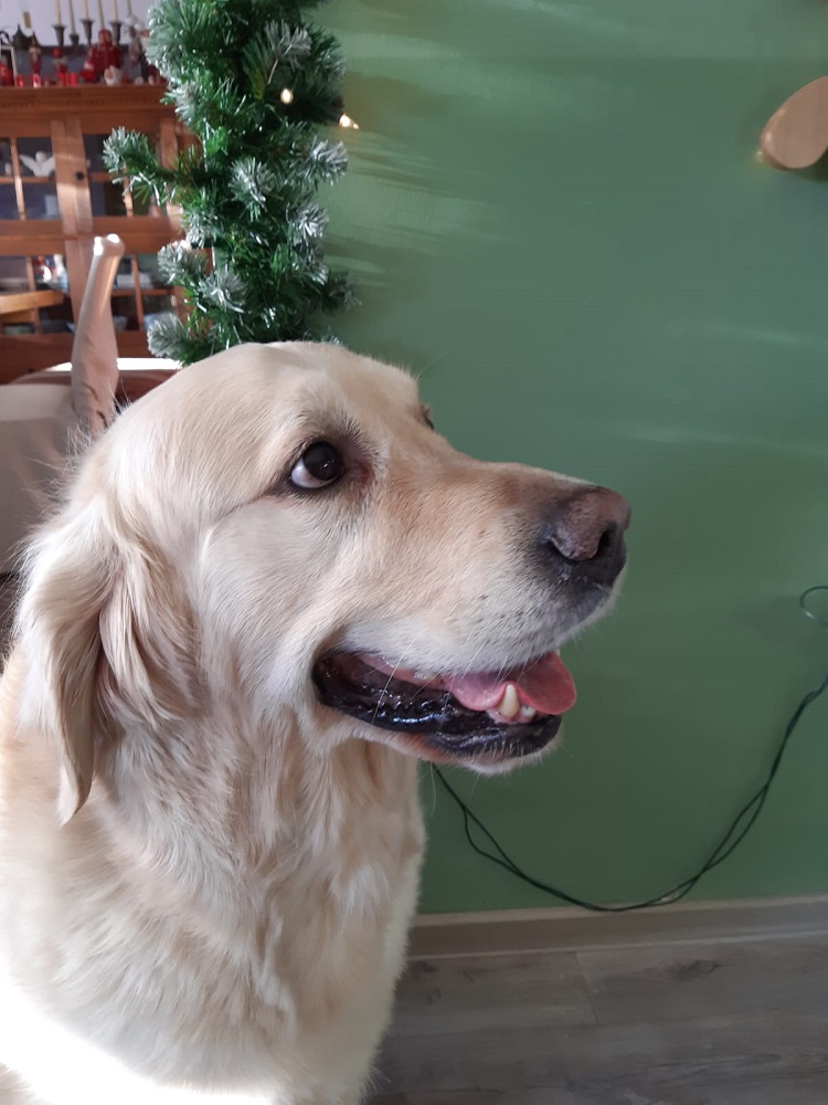 Golden-Retriever-Bremen