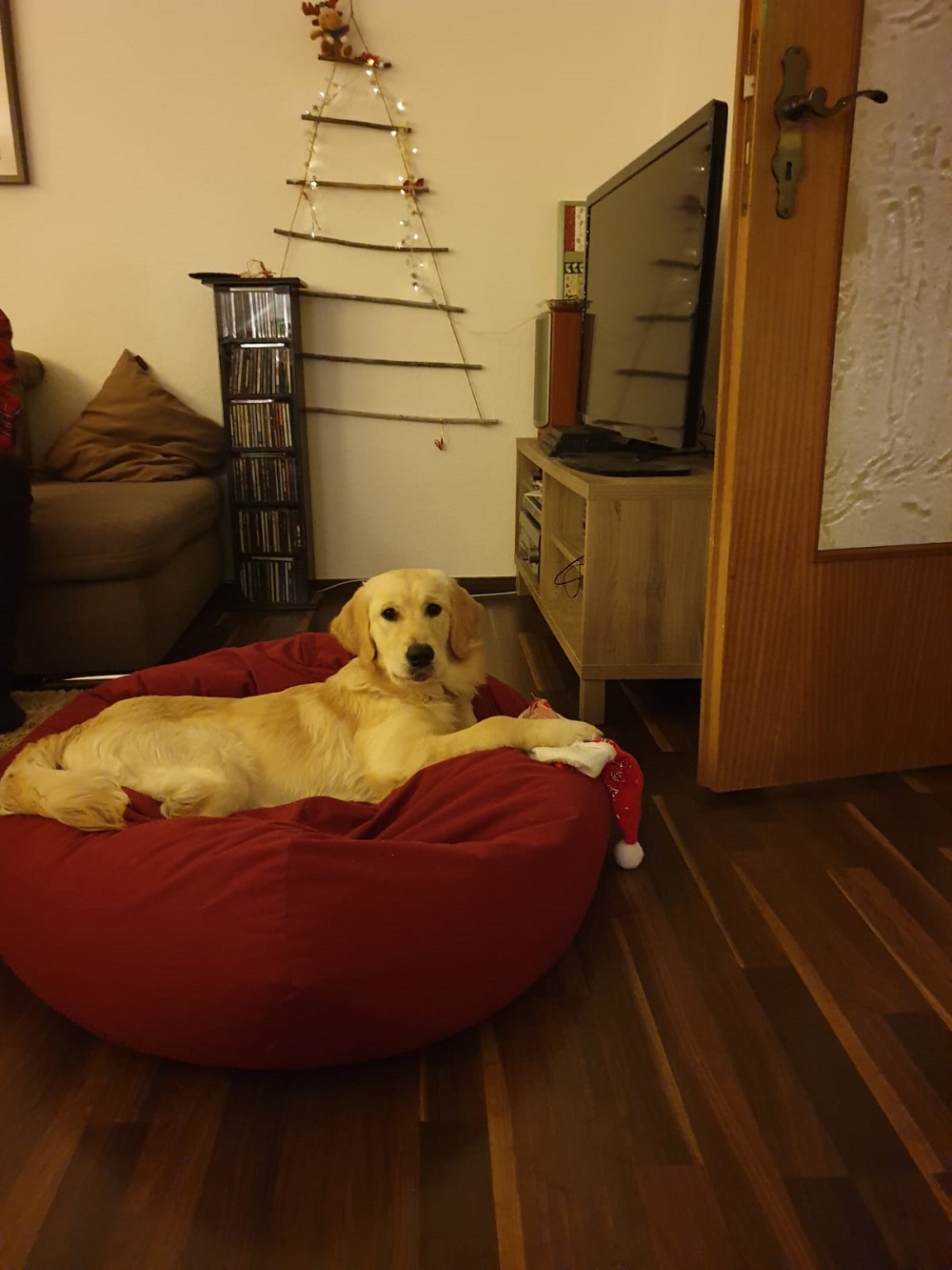 Golden-Retriever-Bremen