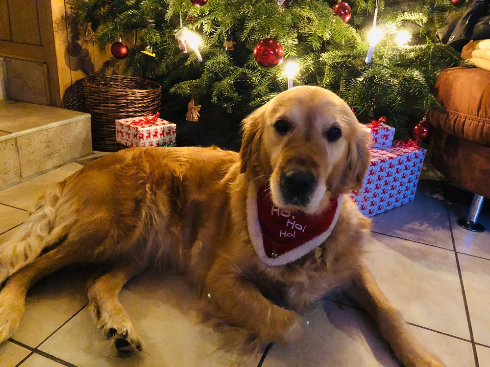 Golden-Retriever-Bremen