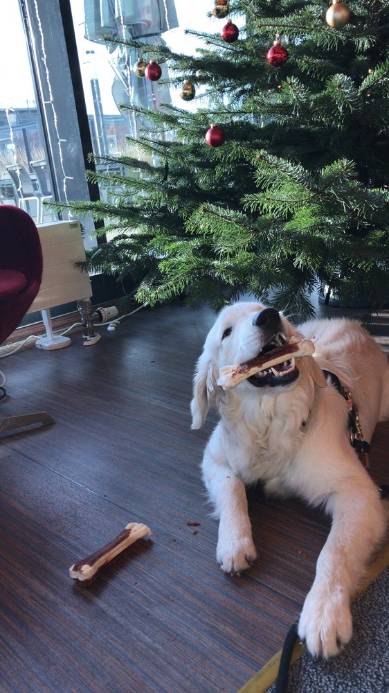 Golden-Retriever-Bremen
