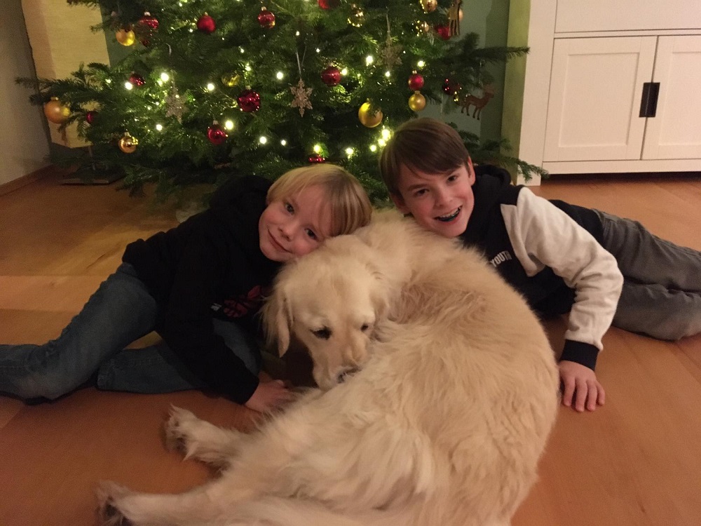 Golden-Retriever-Bremen