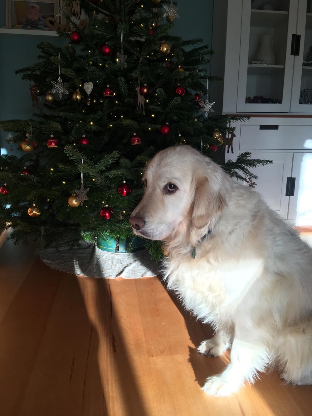 Golden-Retriever-Bremen