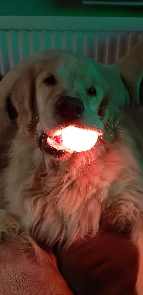 Golden-Retriever-Bremen