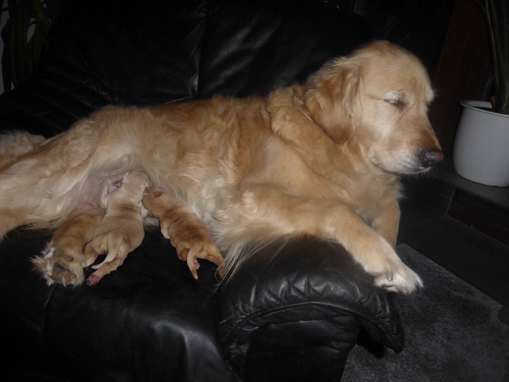 Golden-Retriever-Bremen