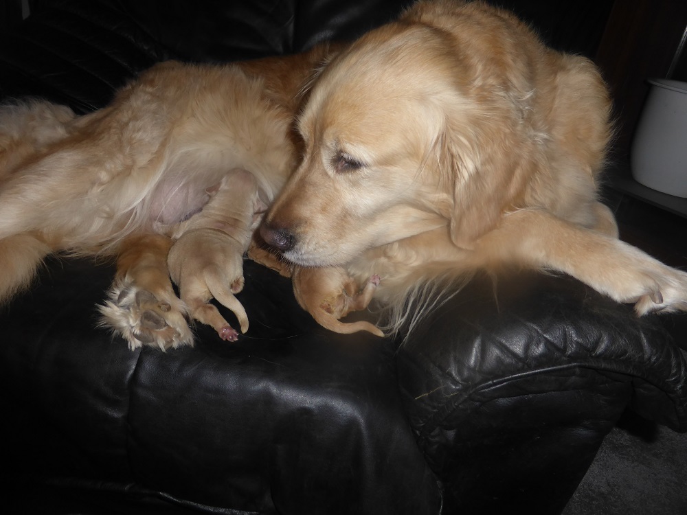 Golden-Retriever-Bremen