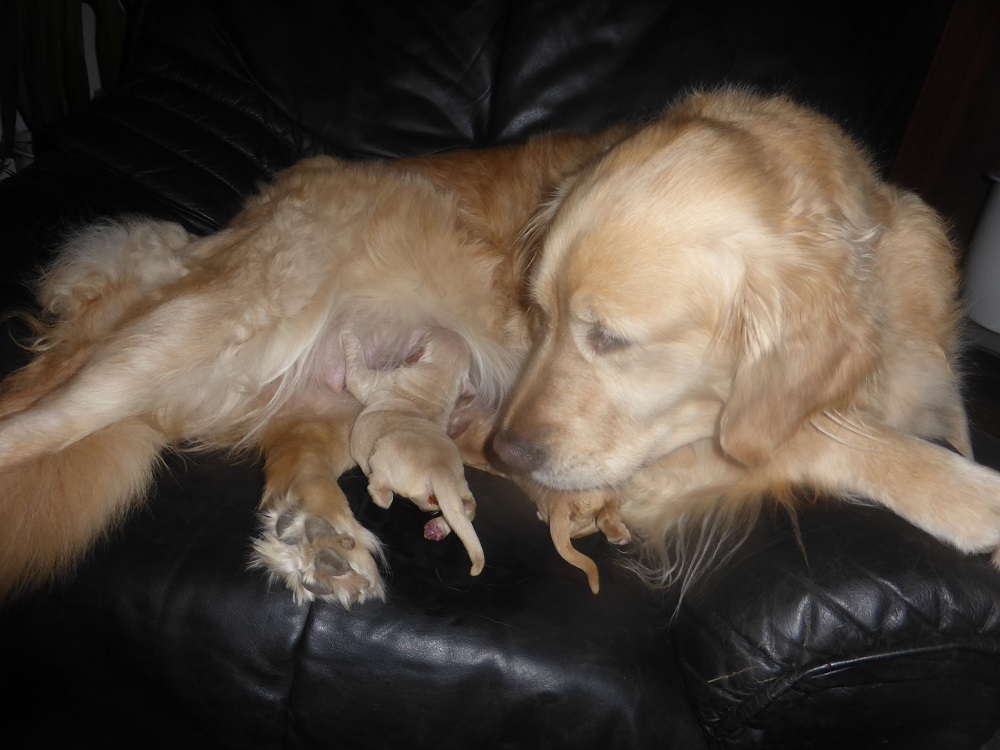 Golden-Retriever-Bremen