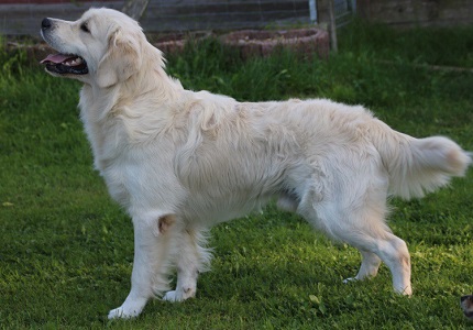 Golden-Retriever-Bremen