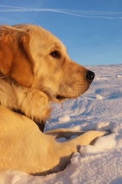 Golden-Retriever-Bremen
