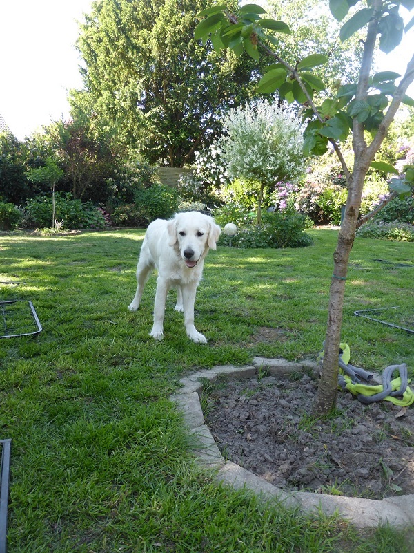Golden-Retriever-Bremen