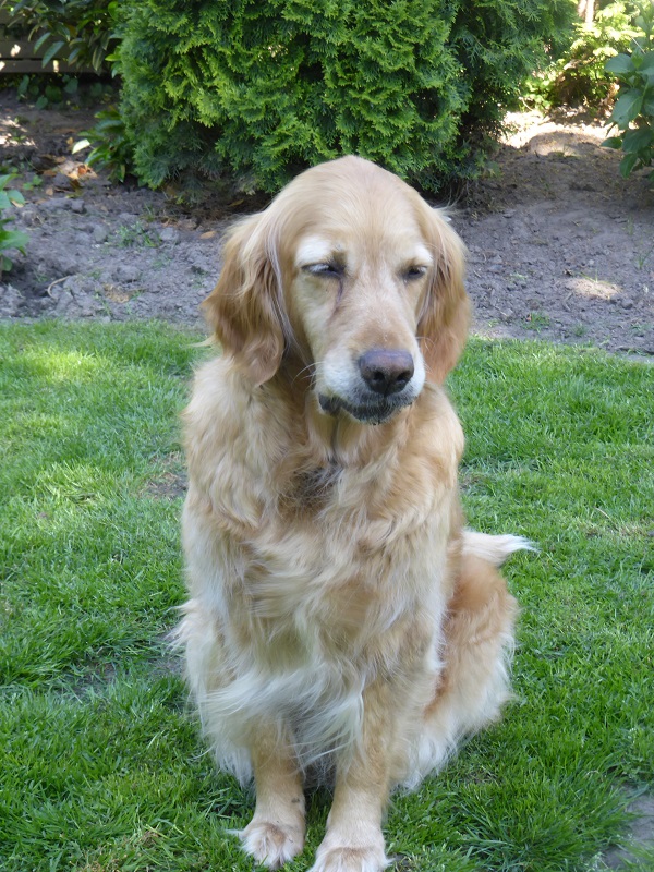 Golden-Retriever-Bremen