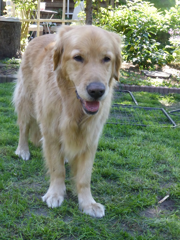 Golden-Retriever-Bremen